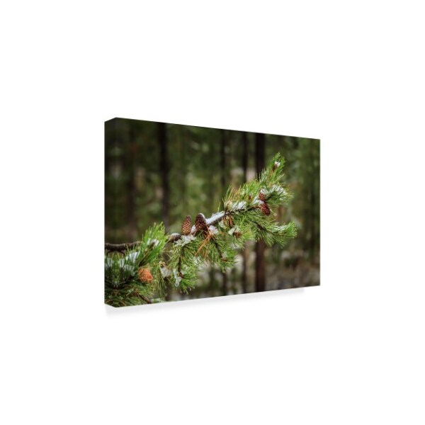 Galloimages Online 'First Snowfall Tree Branch' Canvas Art,16x24